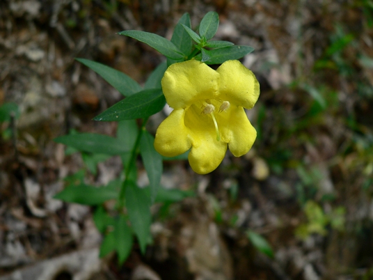 {Aureolaria levigata}